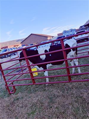 cow